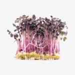 Sunflower microgreens - Image 3