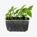 Sunflower microgreens - Image 2